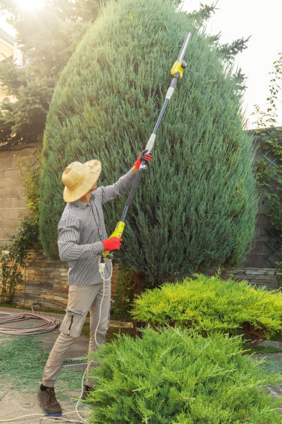 Best Tree Removal Services  in Dillonvale, OH